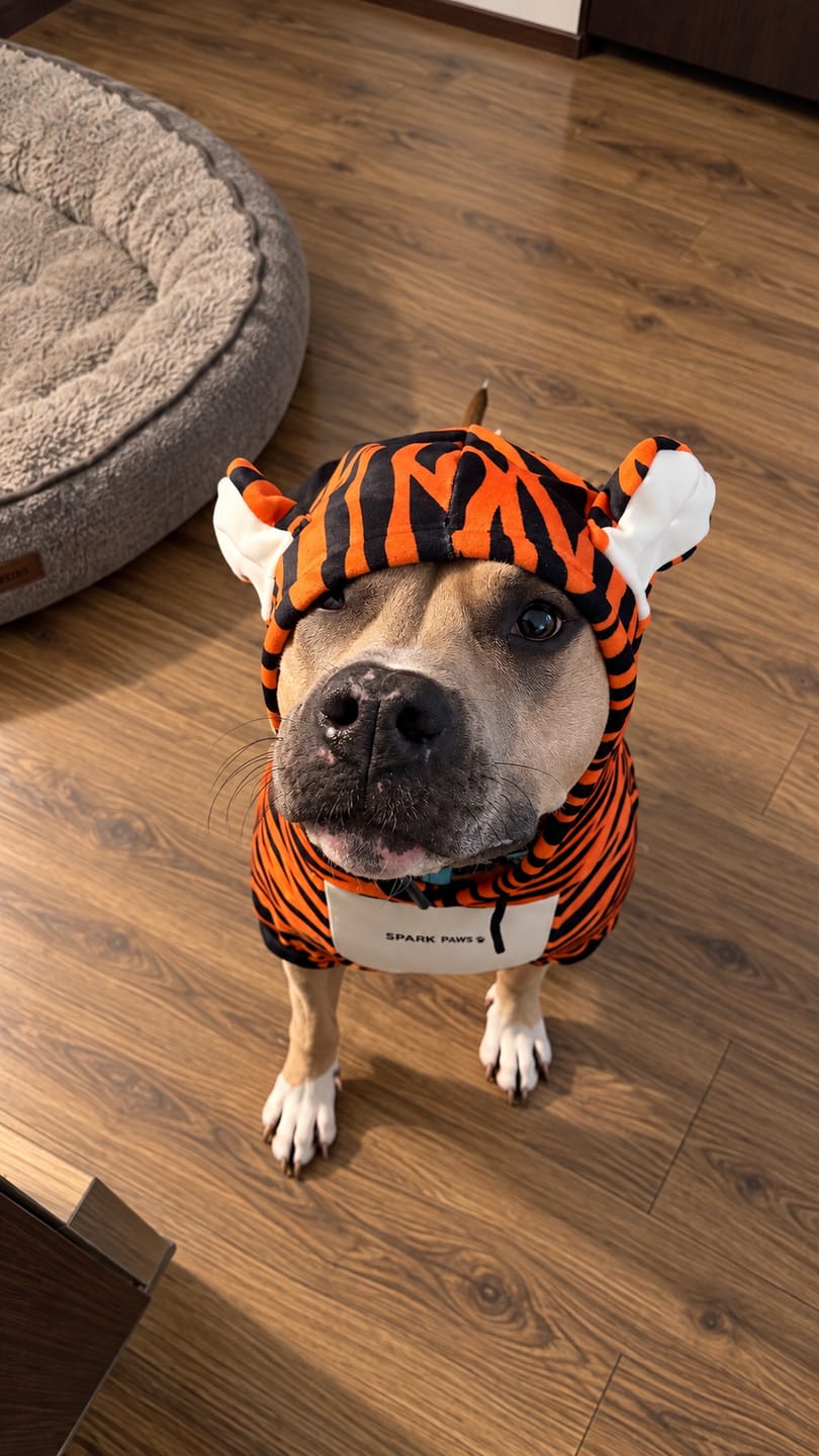Customer photo review of Halloween Dog Hoodie - Tiger