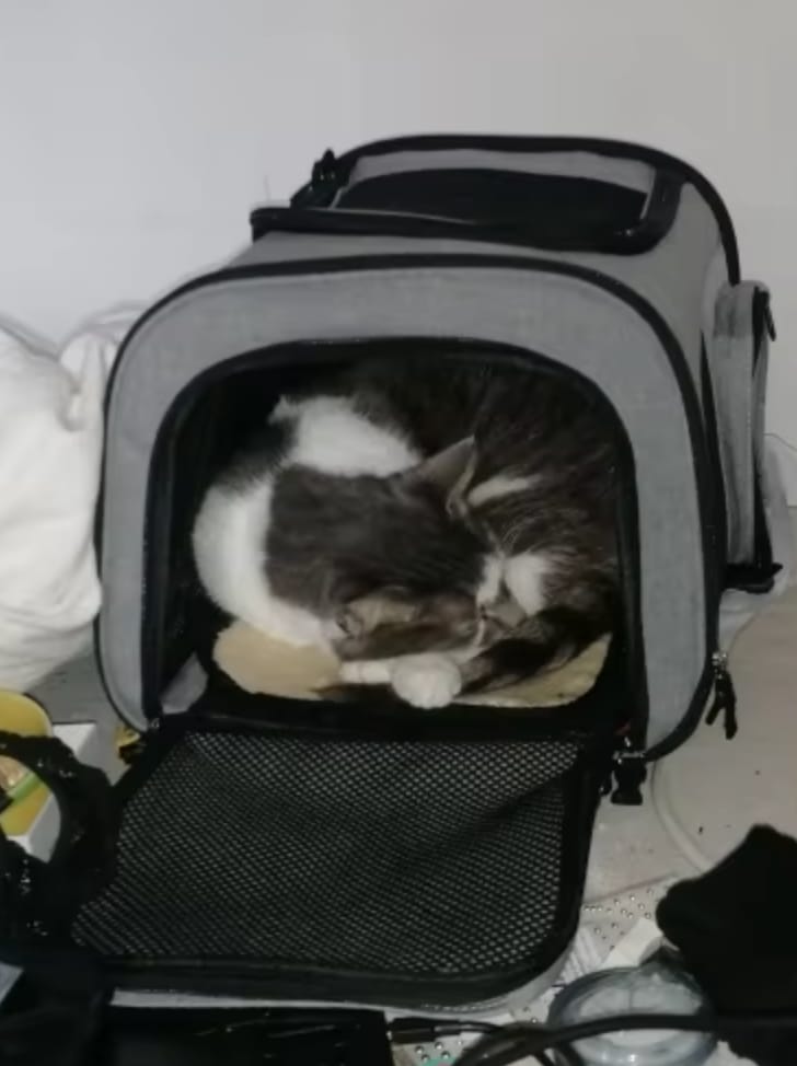 Customer photo review of Aktoclean Nomad™️ – Sac à dos extensible pour chien & chat