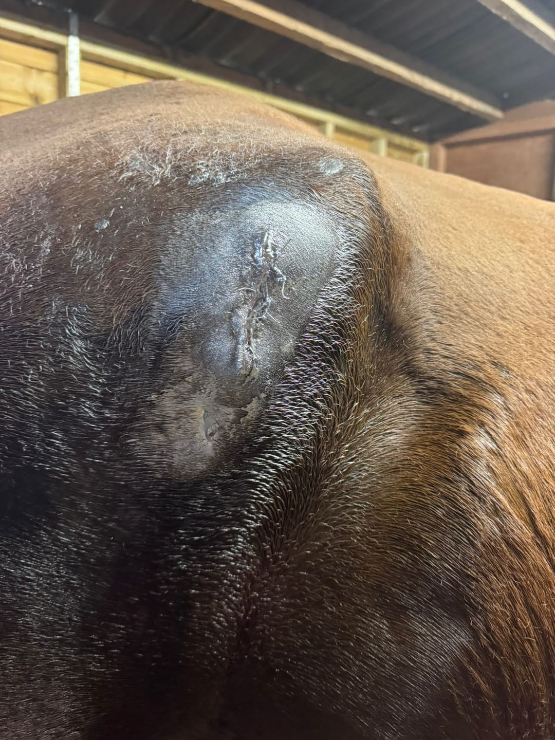 Customer photo review of Horse Gel Twin Pack