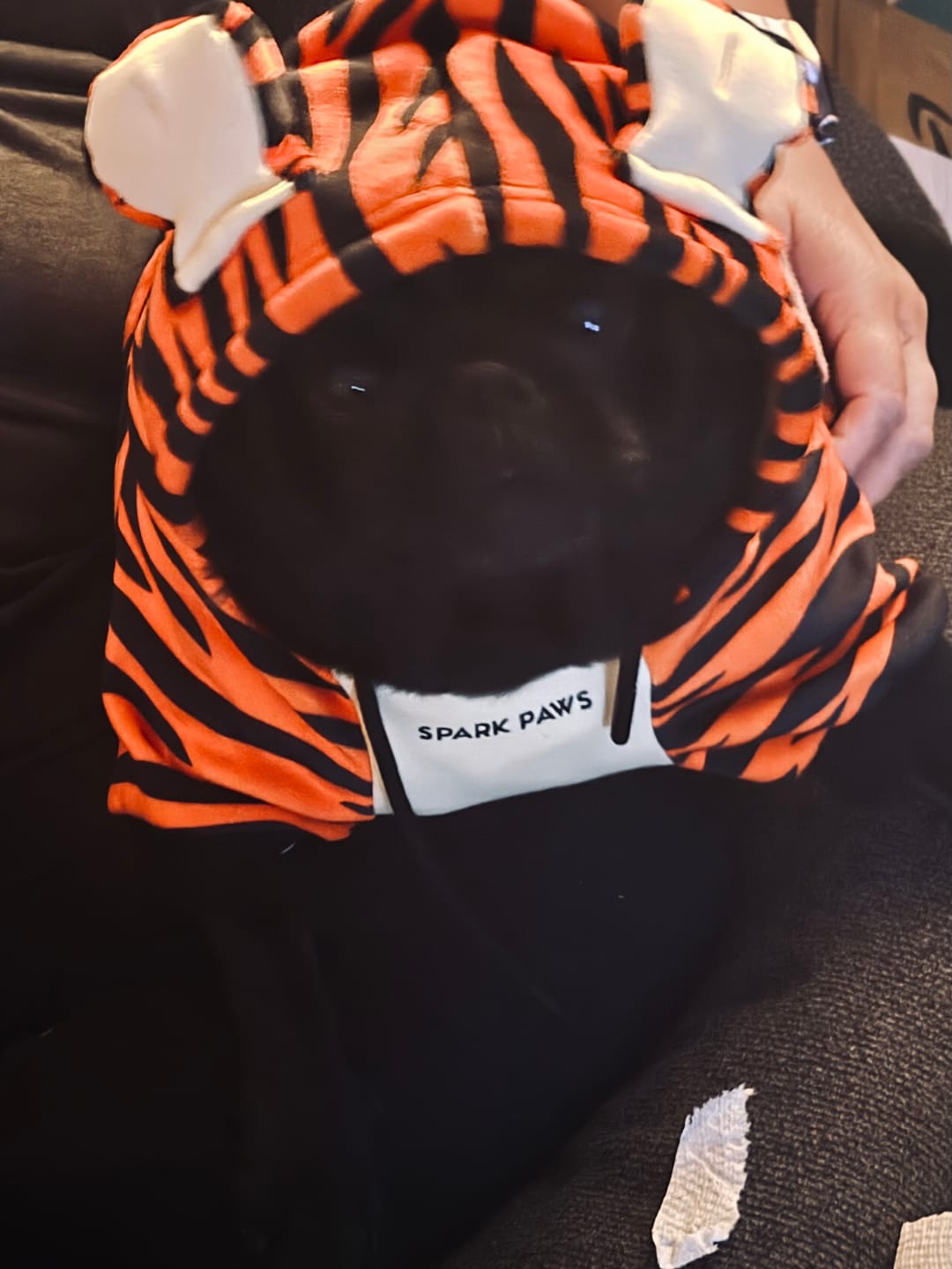 Customer photo review of Halloween Dog Hoodie - Tiger