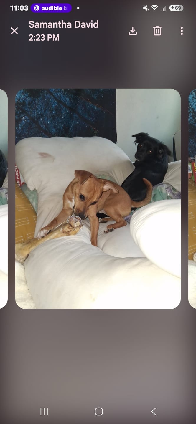 Customer photo review of Ostrich Knuckle (Medium – 4" x 3"): The Perfect Chew for Small to Medium Dogs & Sensitive Stomachs