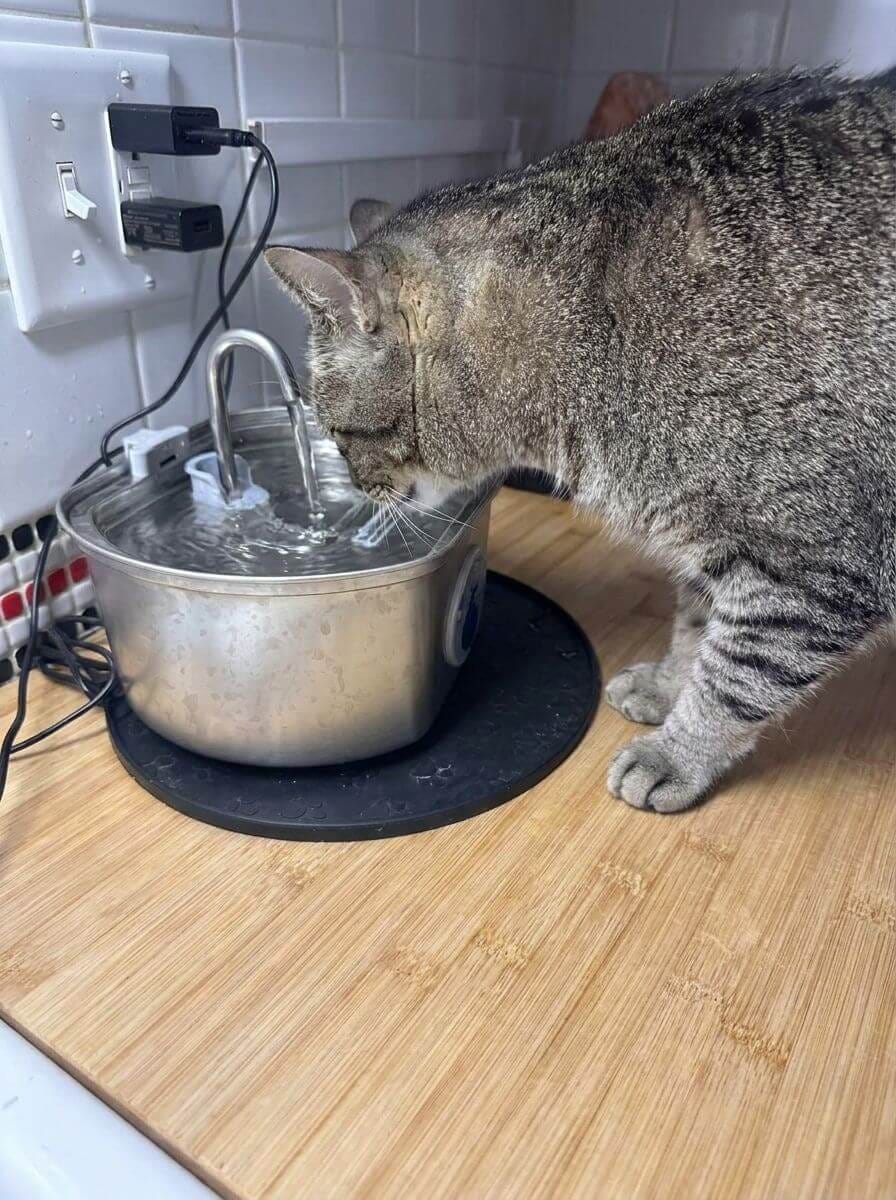 Customer photo review of Purrsteel Fresh Water Fountain