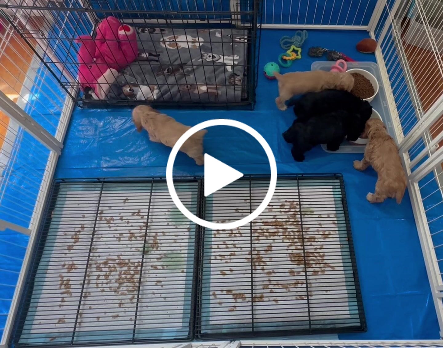 Customer video review of Little Wolves Potty Tray 22" x 22"