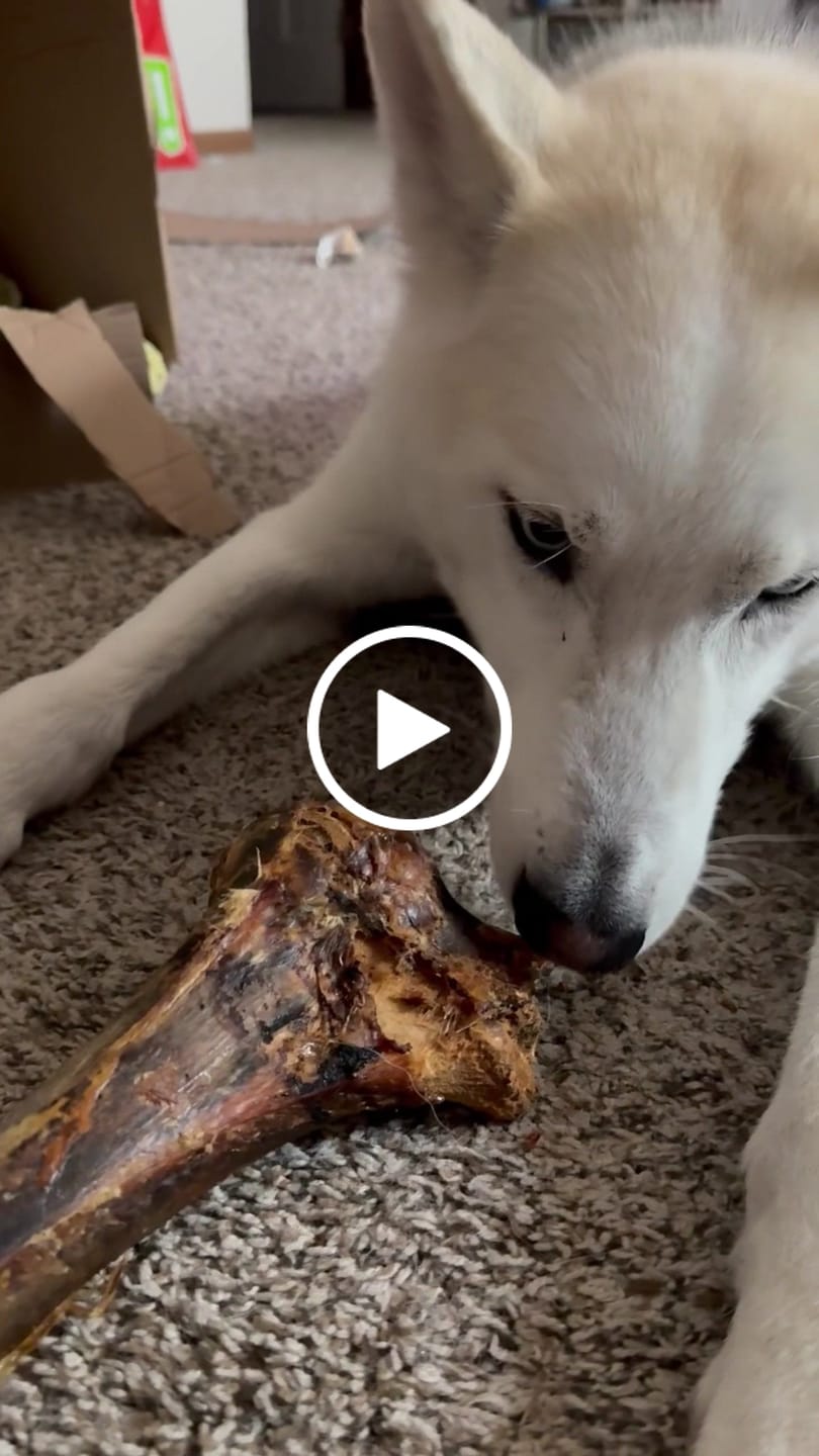 Customer video review of Large Ostrich Cane (11.5" x 5"): The Ultimate Long-Lasting Chew for Medium, Large & XL Dogs