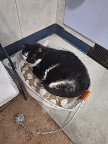 Customer's cat sitting curled up inside the Instinct Basket on a soft, patterned liner.