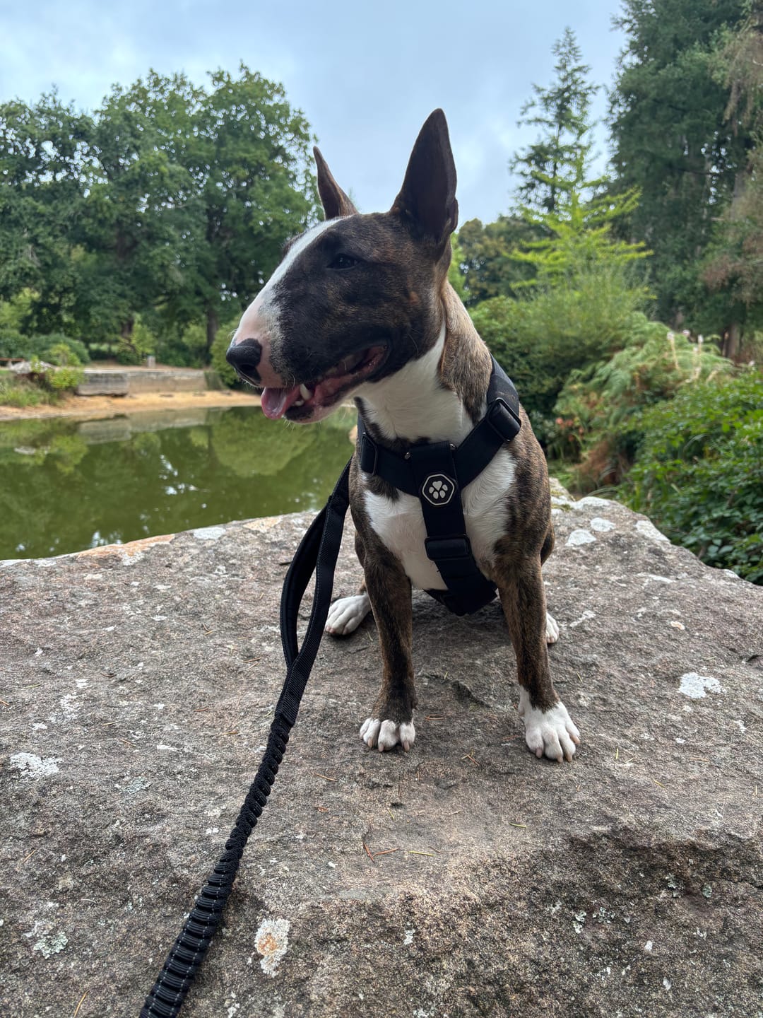 Customer photo review of Comfort Control No-Pull Dog Harness and Multipurpose Leash Set - Black