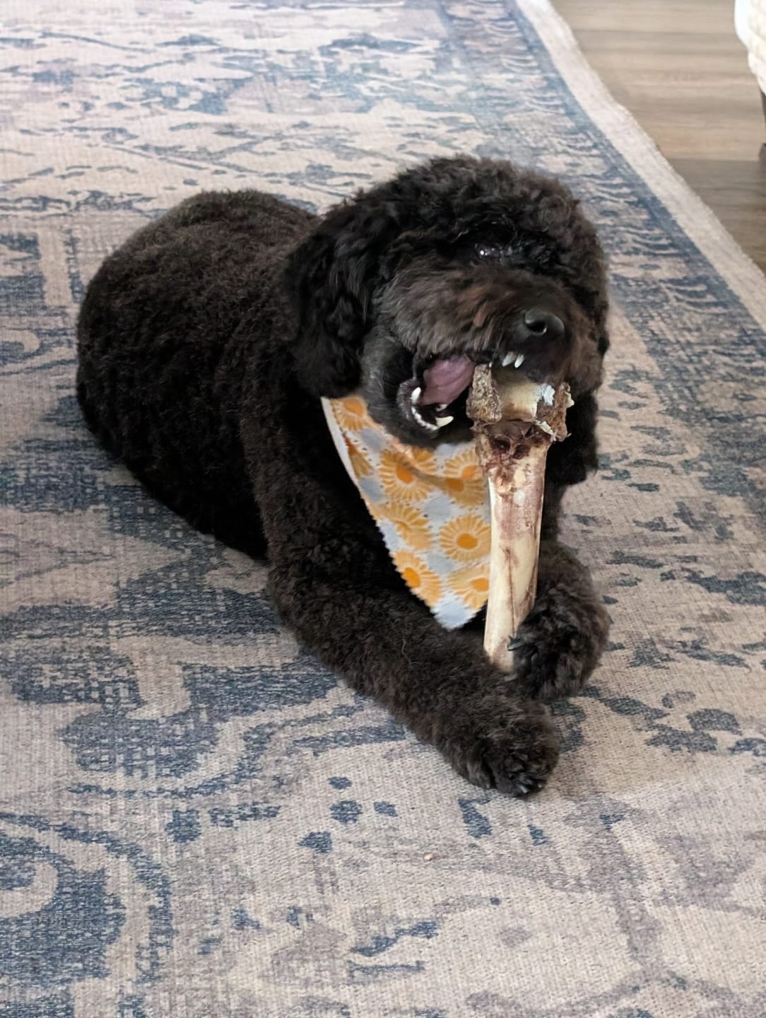 Customer photo review of Medium Ostrich Cane (10" x 3"): The Long-Lasting, Flavor-Packed Chew for Medium & Large Dogs