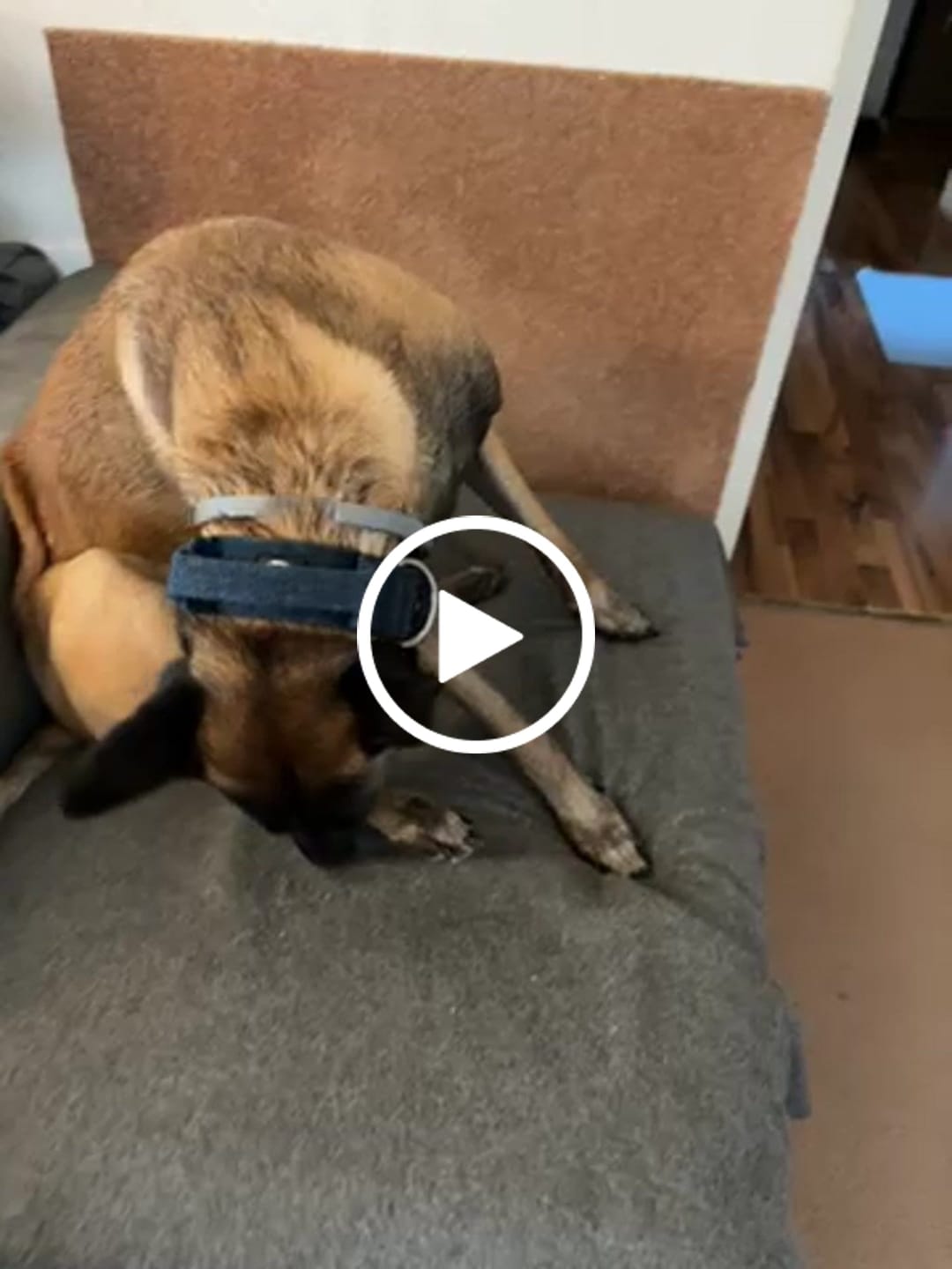 Customer video review of 5cm Tweed Combat® Collar | With Handle & Secure Clip - Midnight Blue