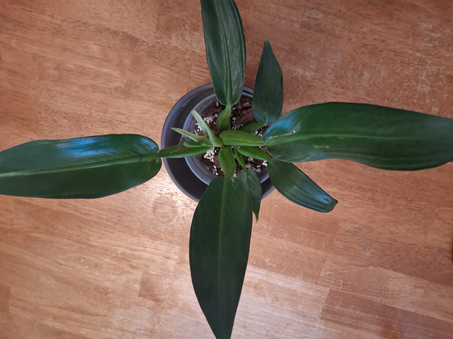Customer photo review of Philodendron martianum 'Fat Boy'