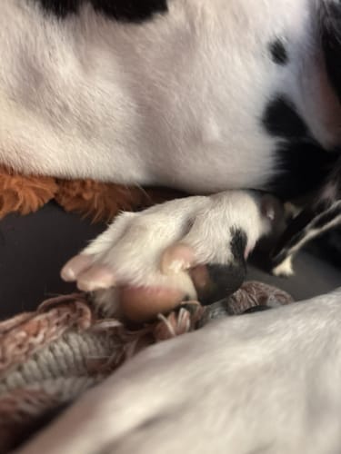 Customer photo review of Pawlytic Lab QuickScan Pro™ See The Quick. Before You Cut.
