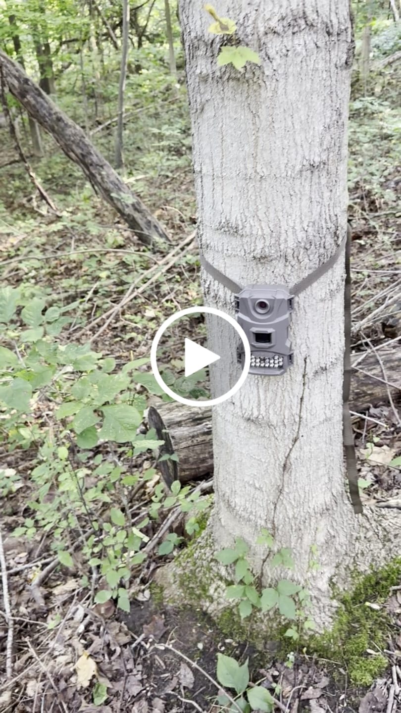 Customer video review of 4 for $50! - Tasco 12MP with Low Glow Infrared Flash Trail Camera