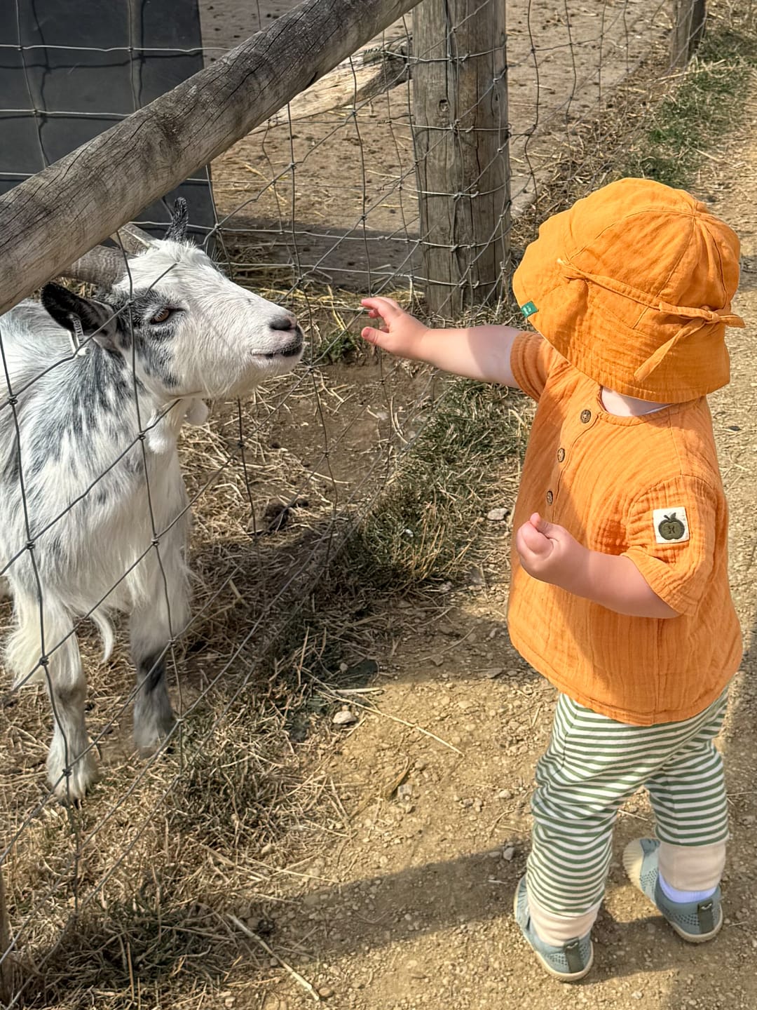 Customer photo review of Golden Ochre Short Sleeved Henley Top
