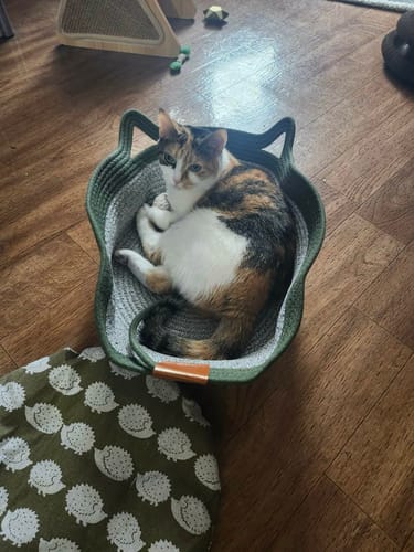 Customer's calico cat sitting in the green and white rope Instinct Basket on a wooden floor.