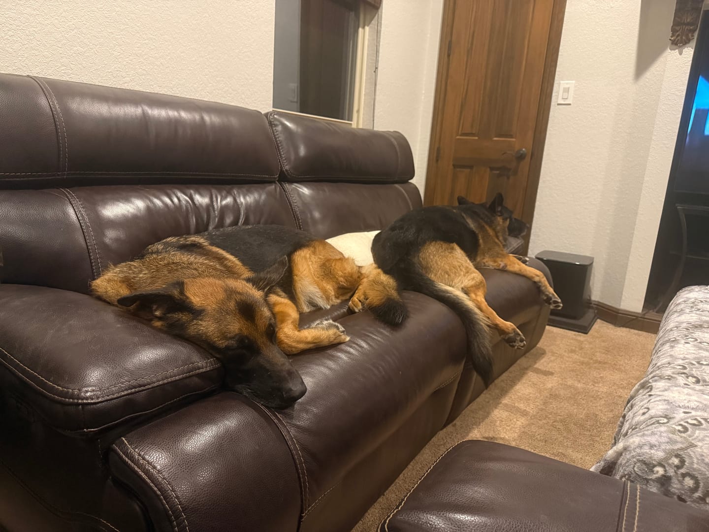 Customer photo review of OptiWize Collagen +Plus Dog and Cat Joint Health Supplement
