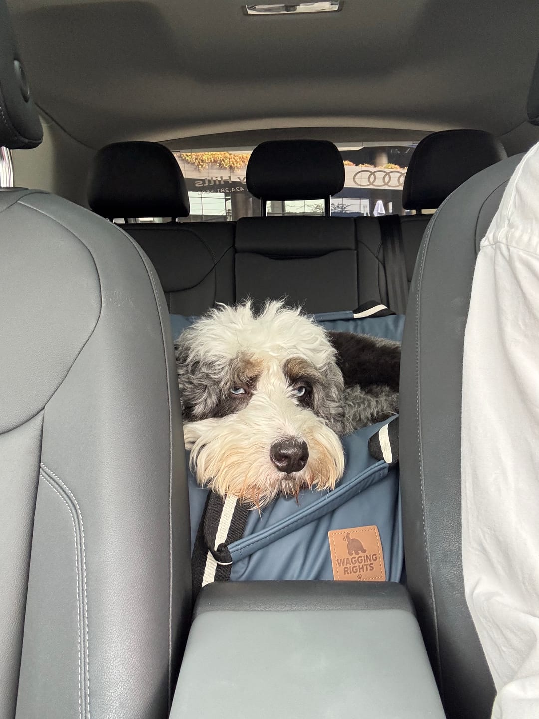 Customer photo review of Dog Dock V2 New With Latch Anchors