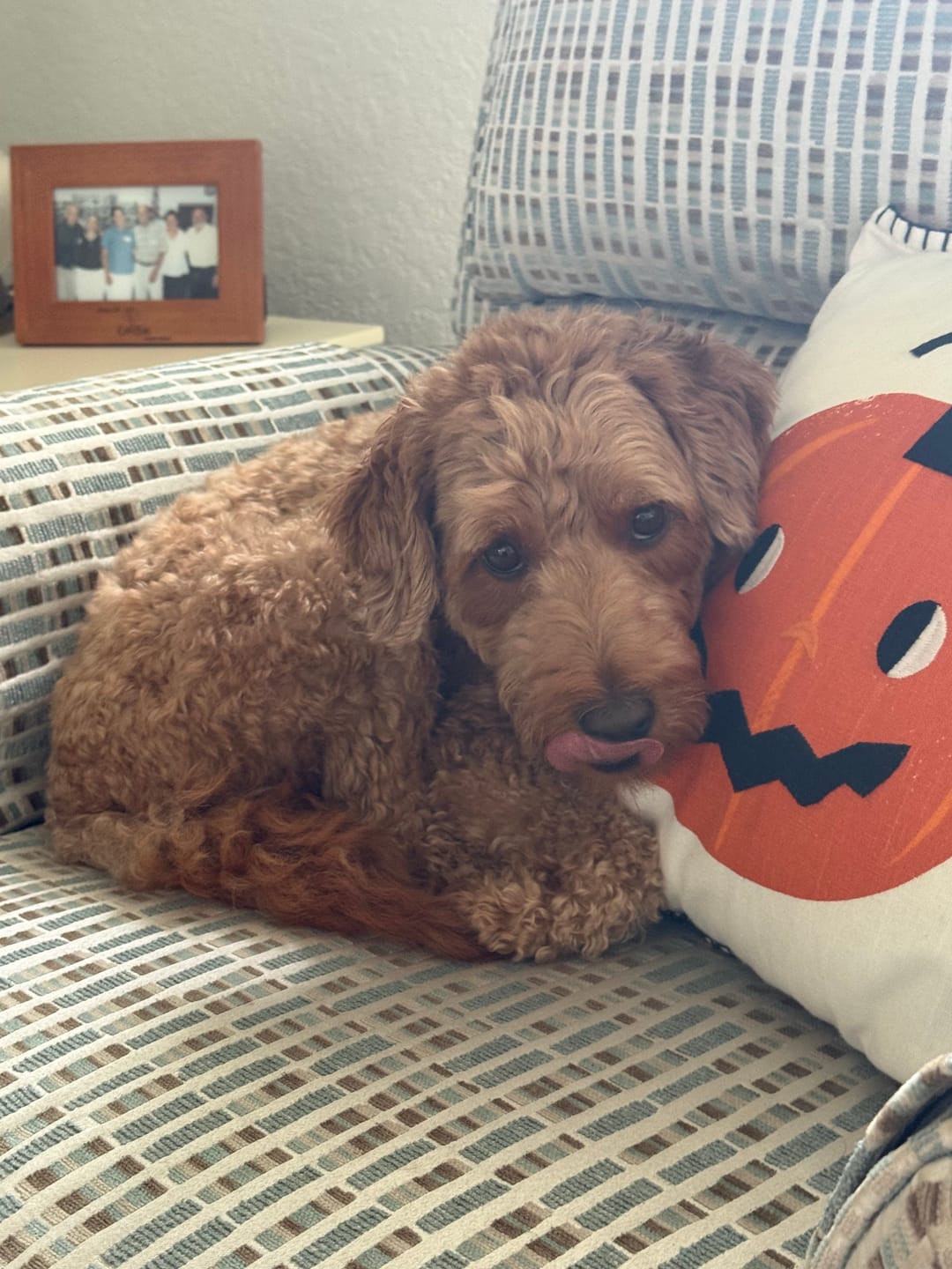 Customer photo review of 6 Inch Standard Bully Stick