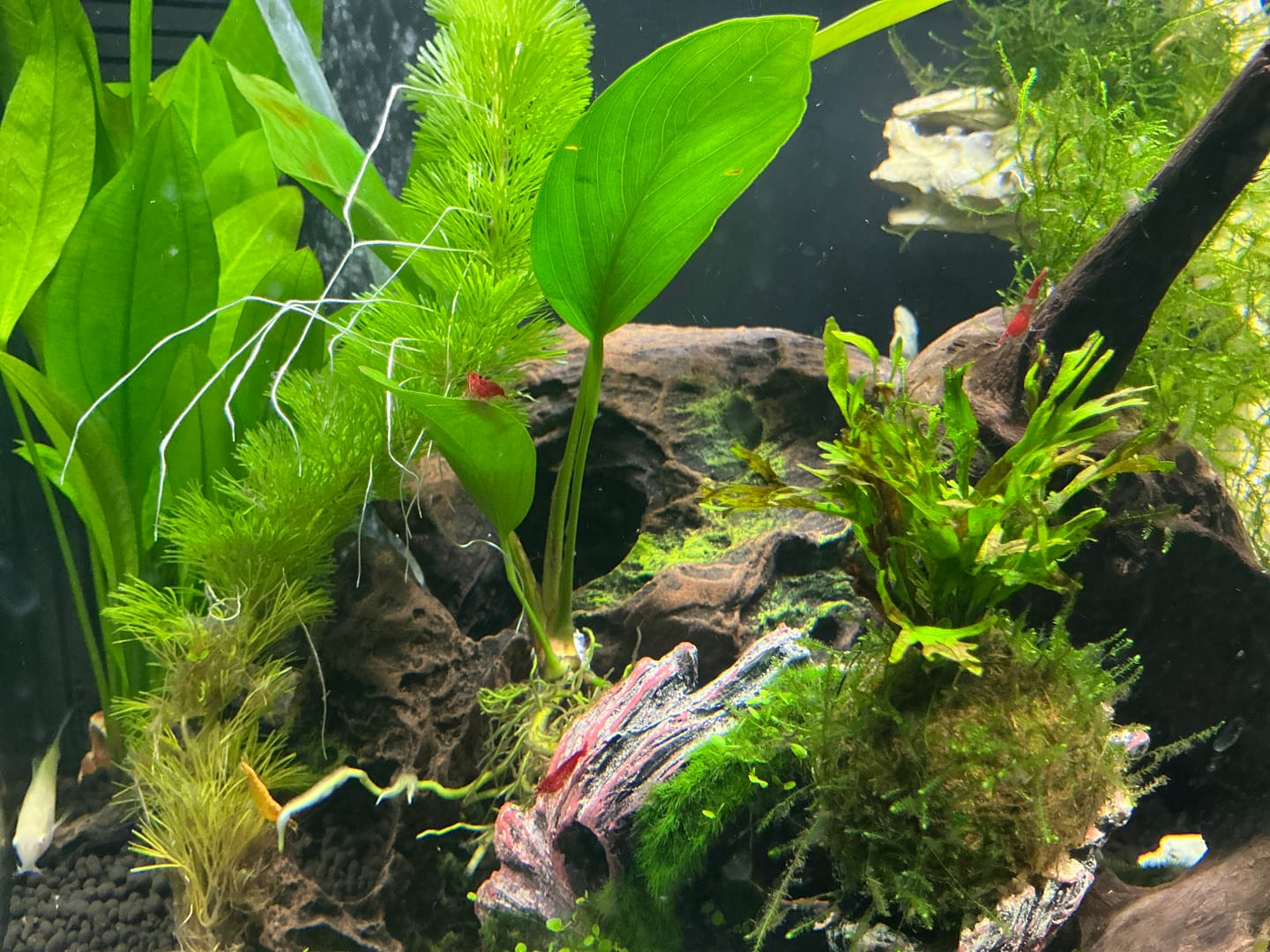 Customer photo review of Neocaridina Skittles Shrimp Pack – Assorted Freshwater Colors