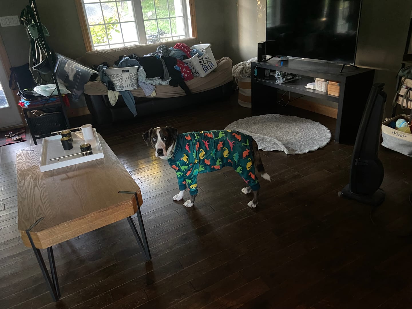 Customer photo review of Dog Pajama - Dinosaurs