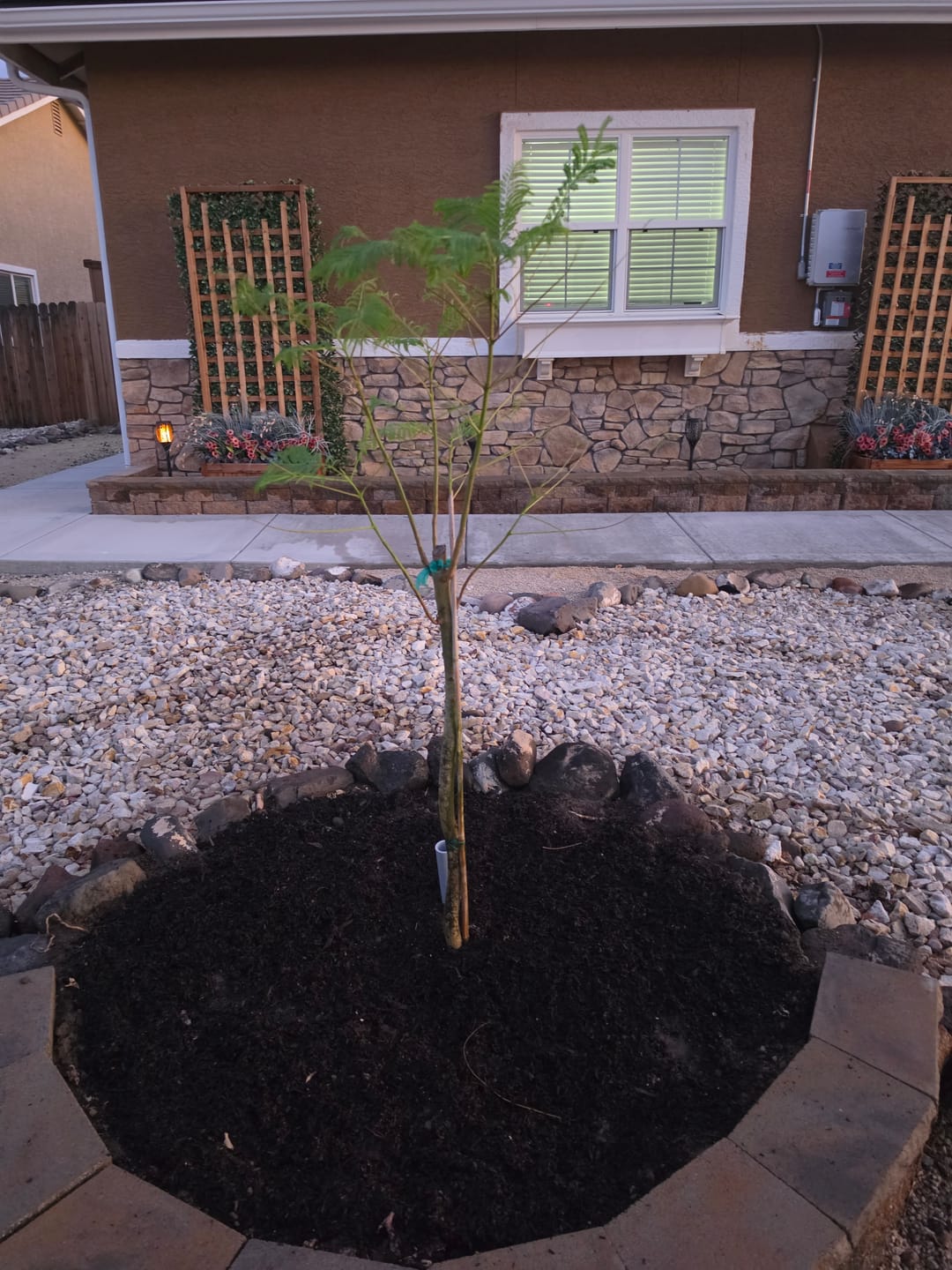 Customer photo review of Purple Jacaranda Mimosifolia Flowering Tree