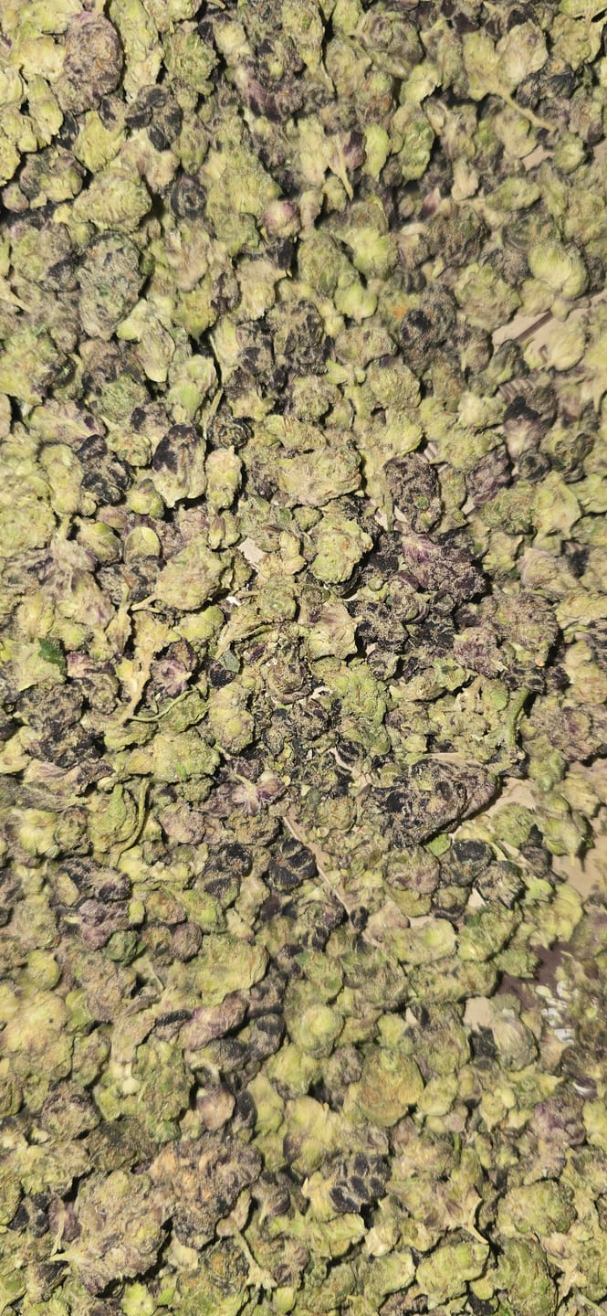 Customer photo review of KIND - Pink Runtz Indoor - Micro - 28 Grams - Hybrid