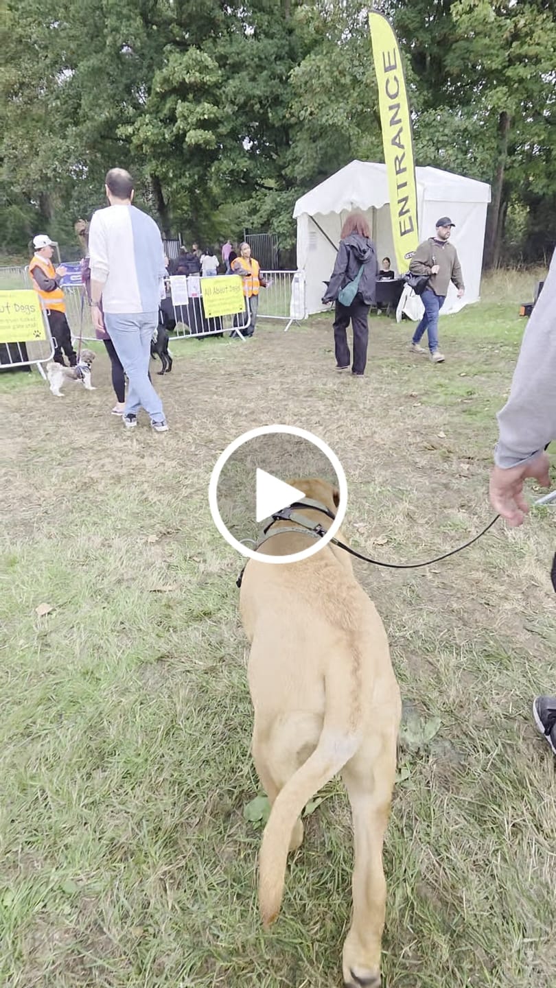 Customer video review of Anti-Pull TRI-Harness® | Training Dog Harness for All Breeds - Khaki