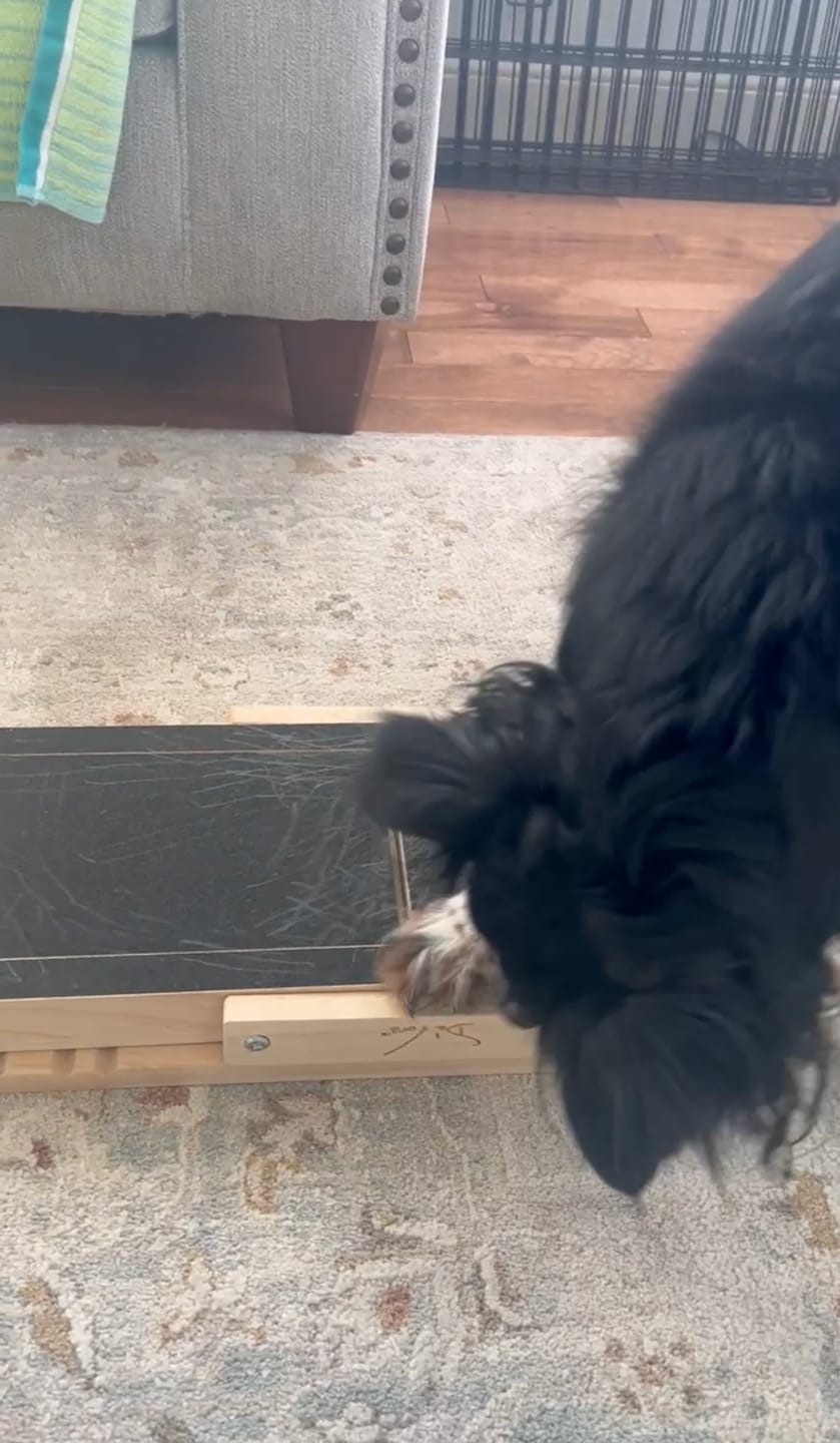 Customer photo review of Dog Nail Scratch