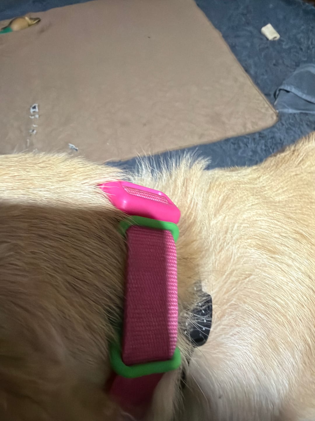 Customer photo review of FurLife™ - 12 Months All Natural Flea and Tick Tags for Dogs