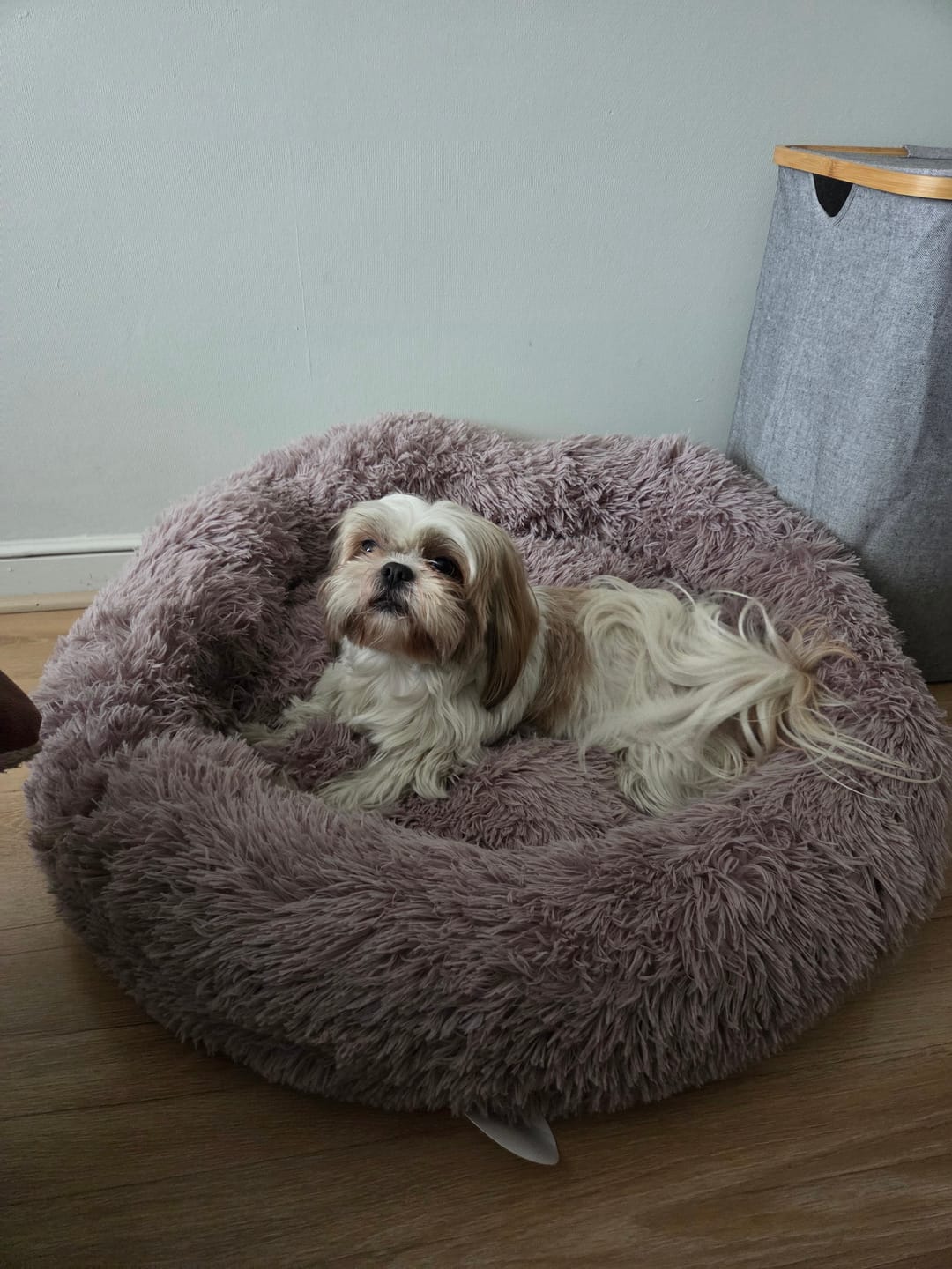 Customer photo review of Cama Anti-Estrés THE DOGS — Menos ansiedad, más descanso