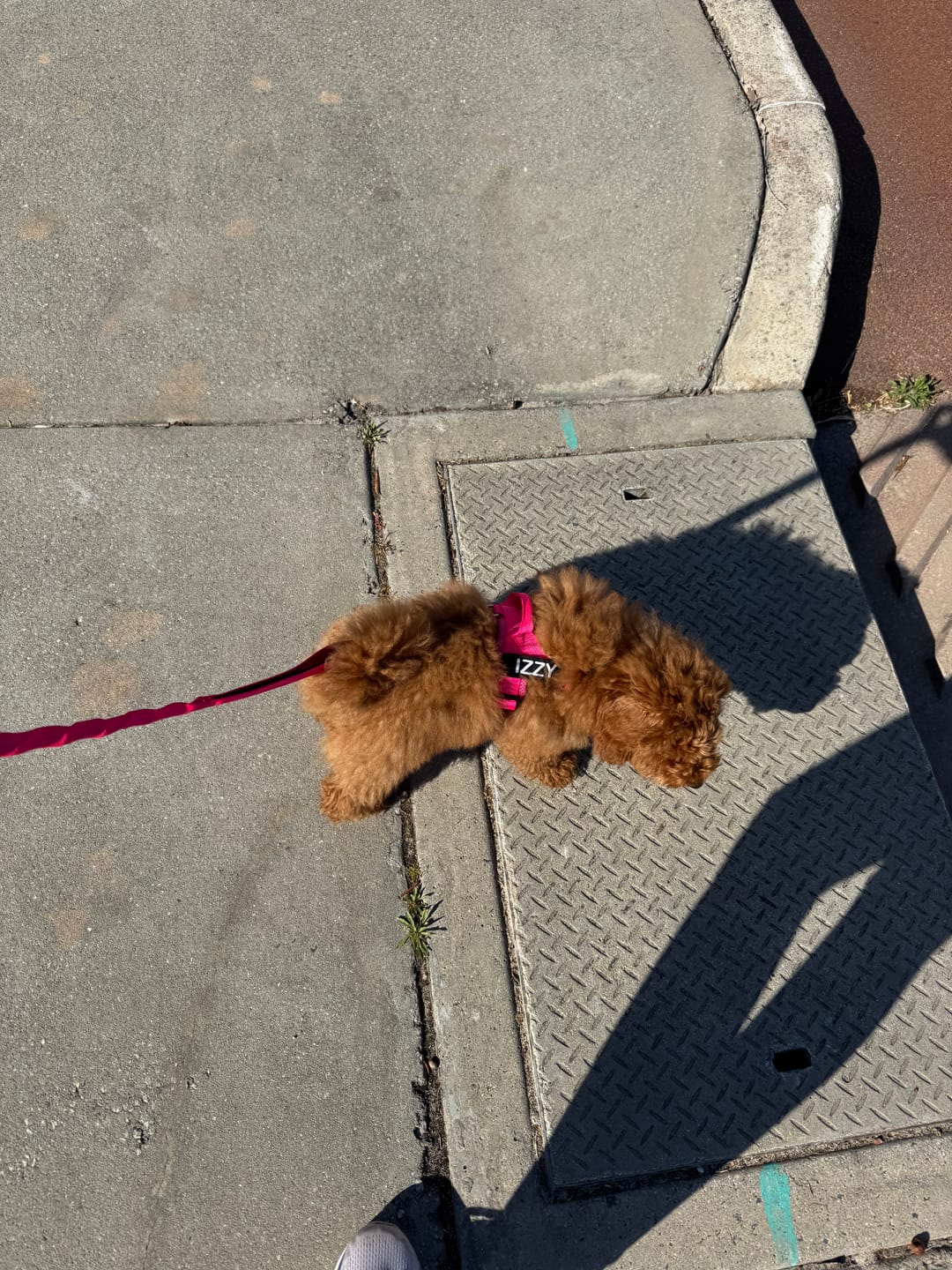 Customer photo review of Personalised No-Pull Reflective Dog Harness