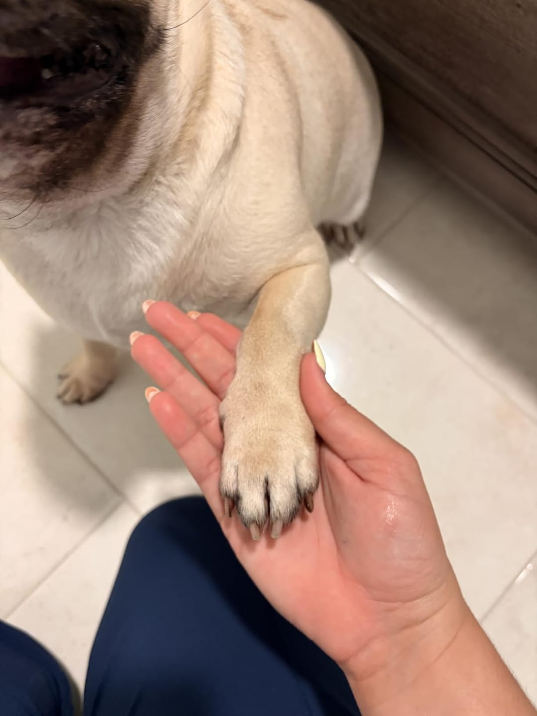 Customer photo review of Glempaws™ Stress-free, Quiet, and at Home