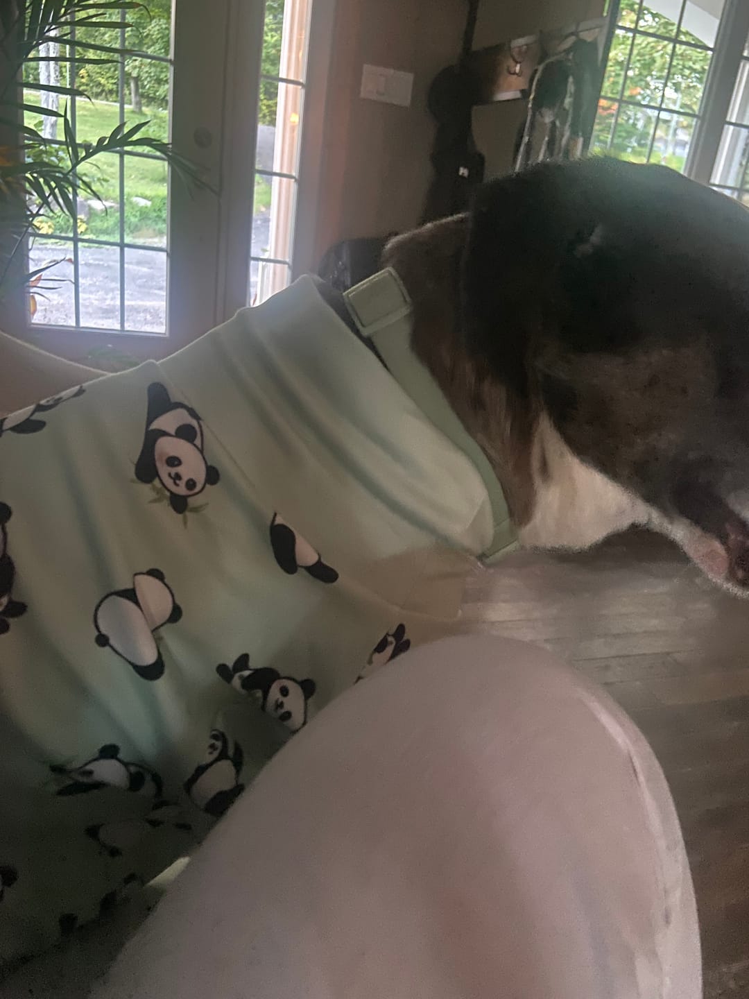 Customer photo review of Dog Pajama - Panda