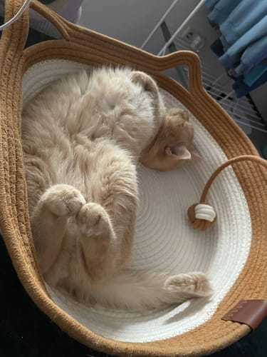 Kunden Fellnest Katzenkorb mit einer hellbeigen Katze, die entspannt darin liegt.