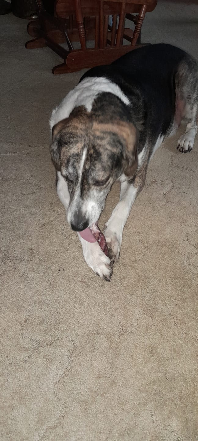 Customer photo review of 6 Inch Thick Bully Stick