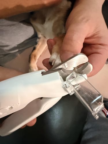 Customer photo review of Pawlytic Lab QuickScan Pro™ See The Quick. Before You Cut.