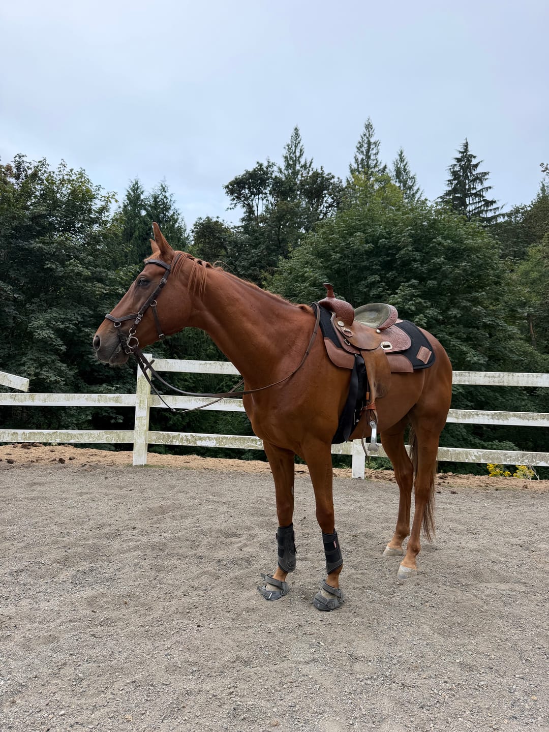 Customer photo review of Renegade® Viper Shield™ Hoof Boot Seconds - Black Knight