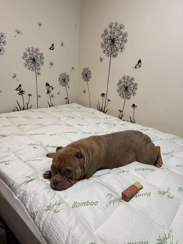 Customer photo review of Surmatelas En Bamboo Douvéa