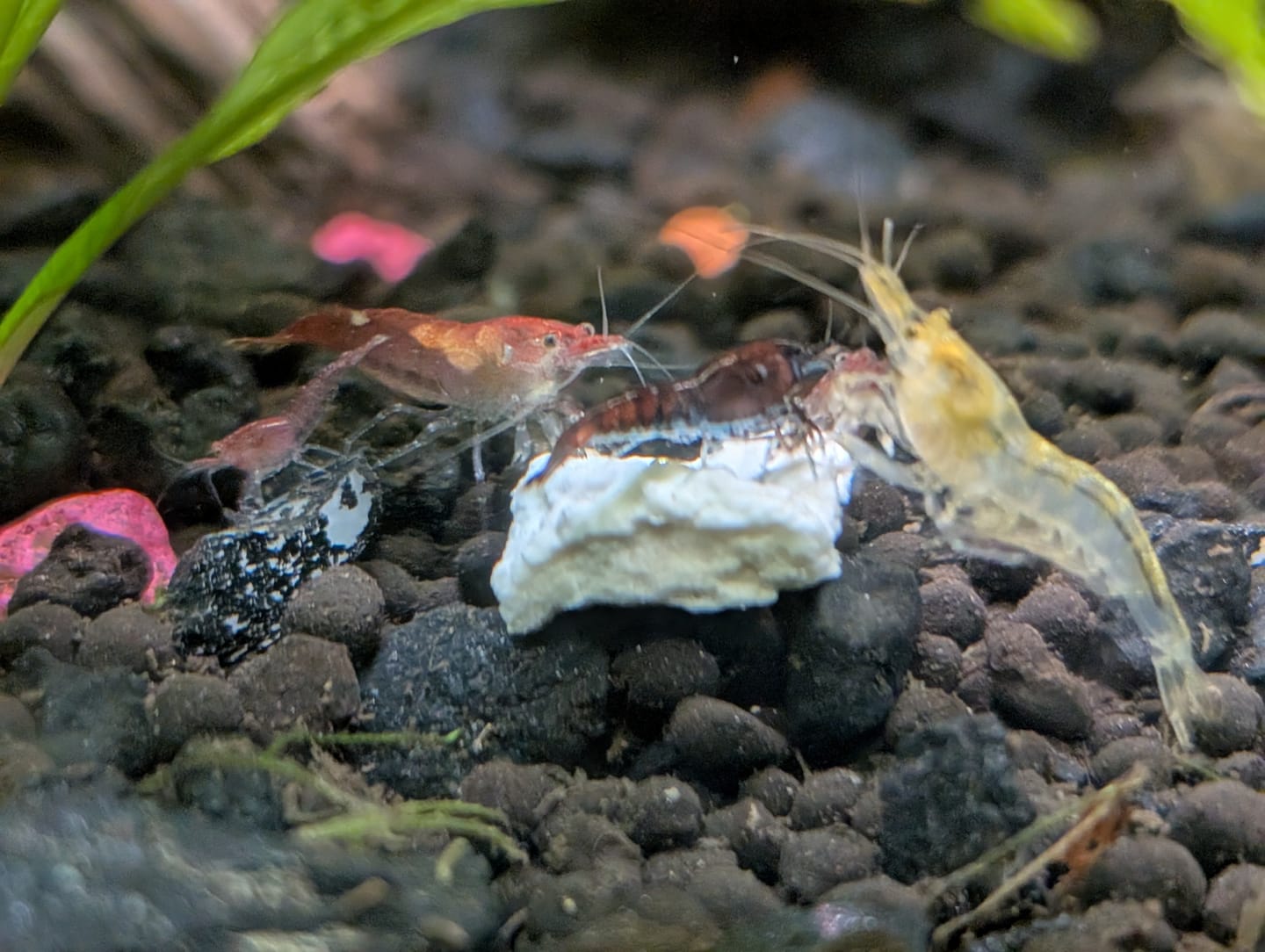 Customer photo review of Fire Red Cherry Shrimp (Bright Red Neocaridina)
