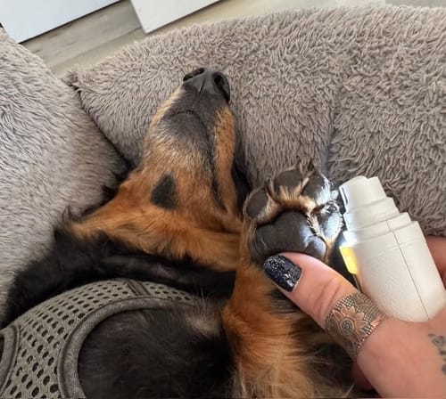 Customer photo review of Pawlytic Lab QuickScan Pro™ See The Quick. Before You Cut.