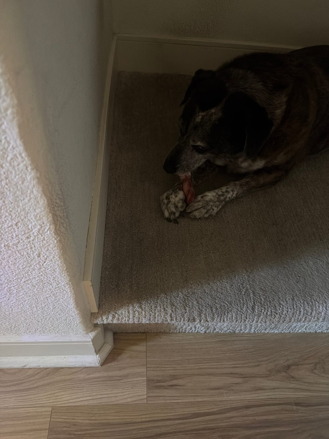 Customer photo review of 6 Inch Thick Bully Stick