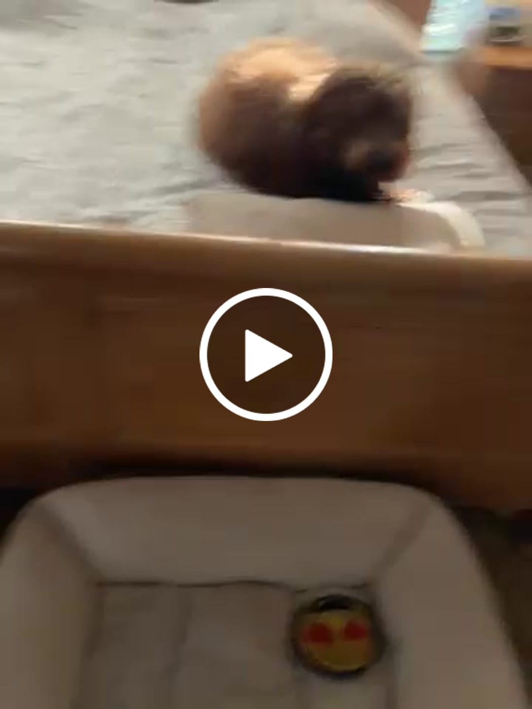 Customer video review of HealthyMouth® Water Additive For Dogs (Clinically Proven, VOHC Accepted)