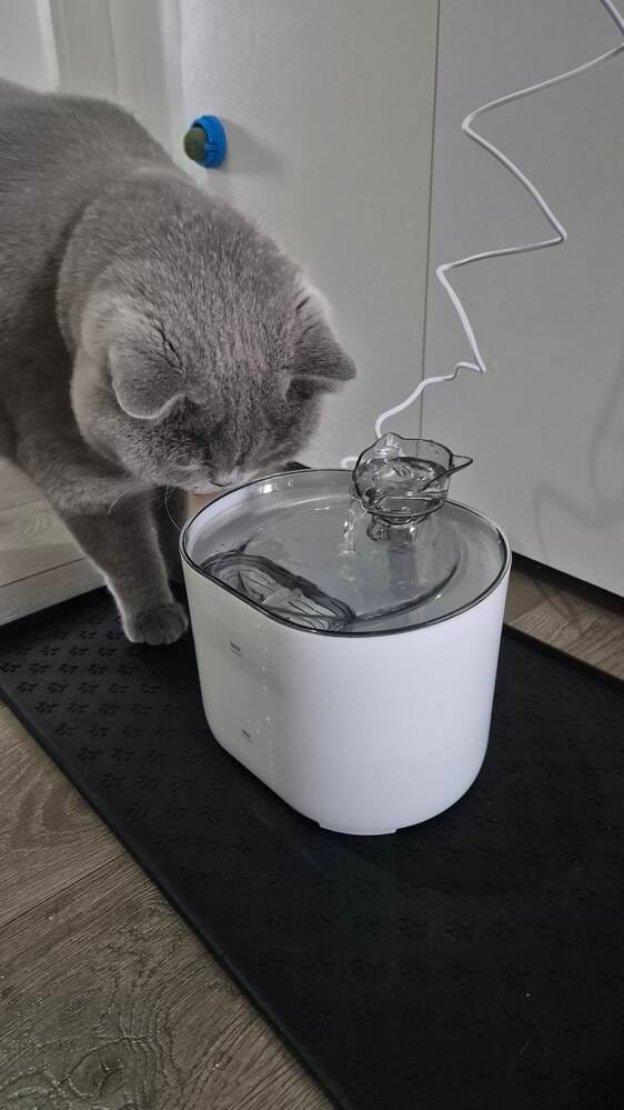 Customer photo review of Fontaine à Eau pour Chat 2,2L – Filtration Continue