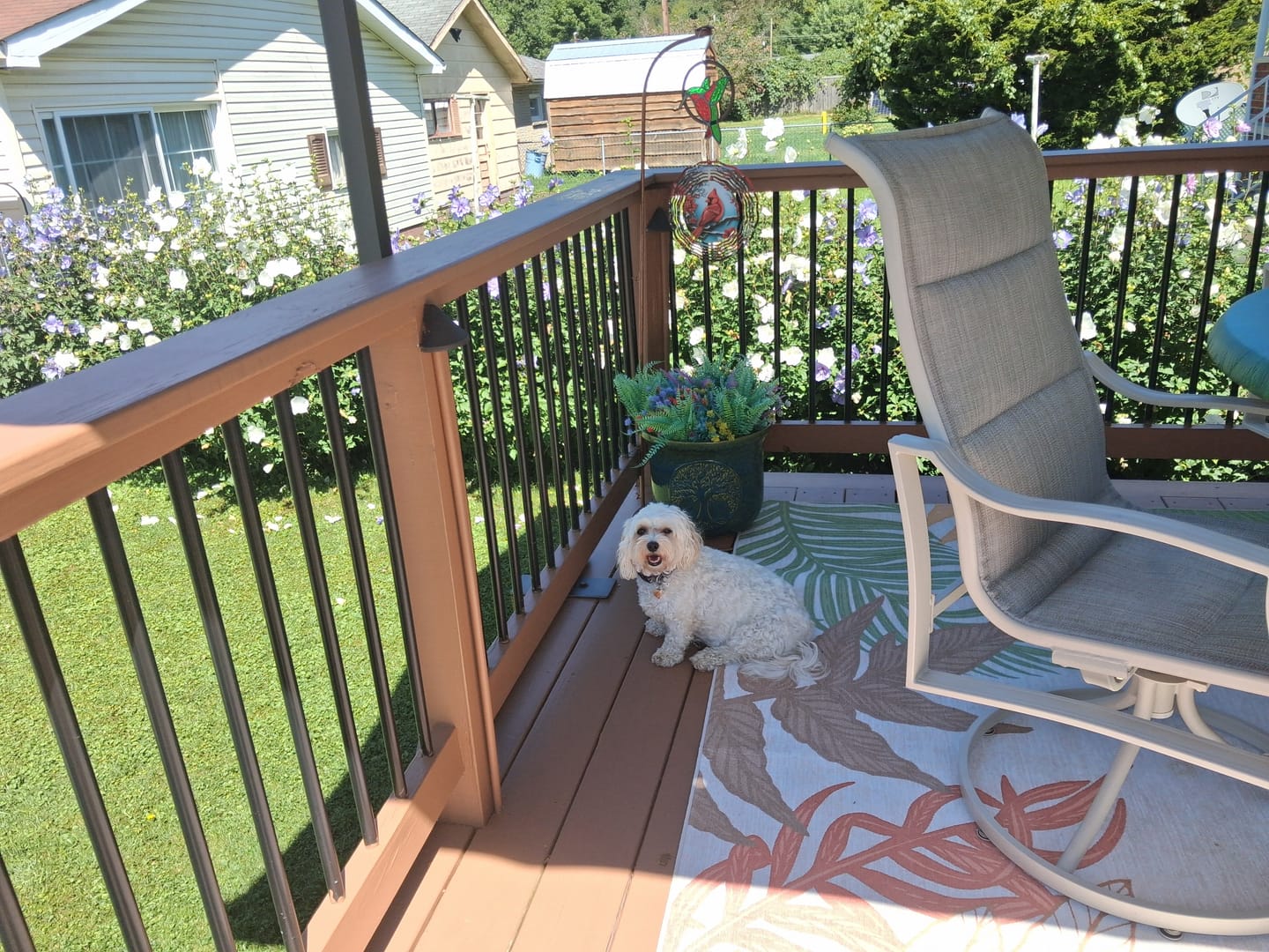 Customer photo review of K9 Belly Bliss
