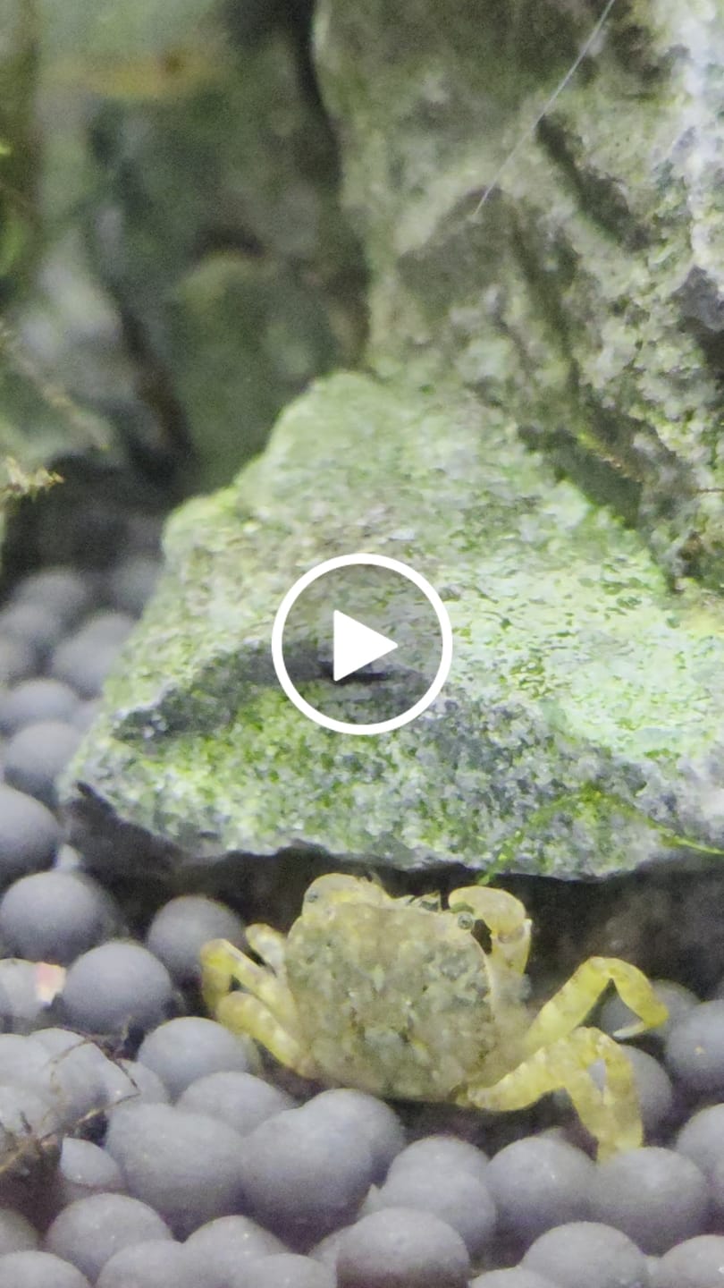 Customer video review of Freshwater Pom Pom Crab (Ptychognathus barbatus)