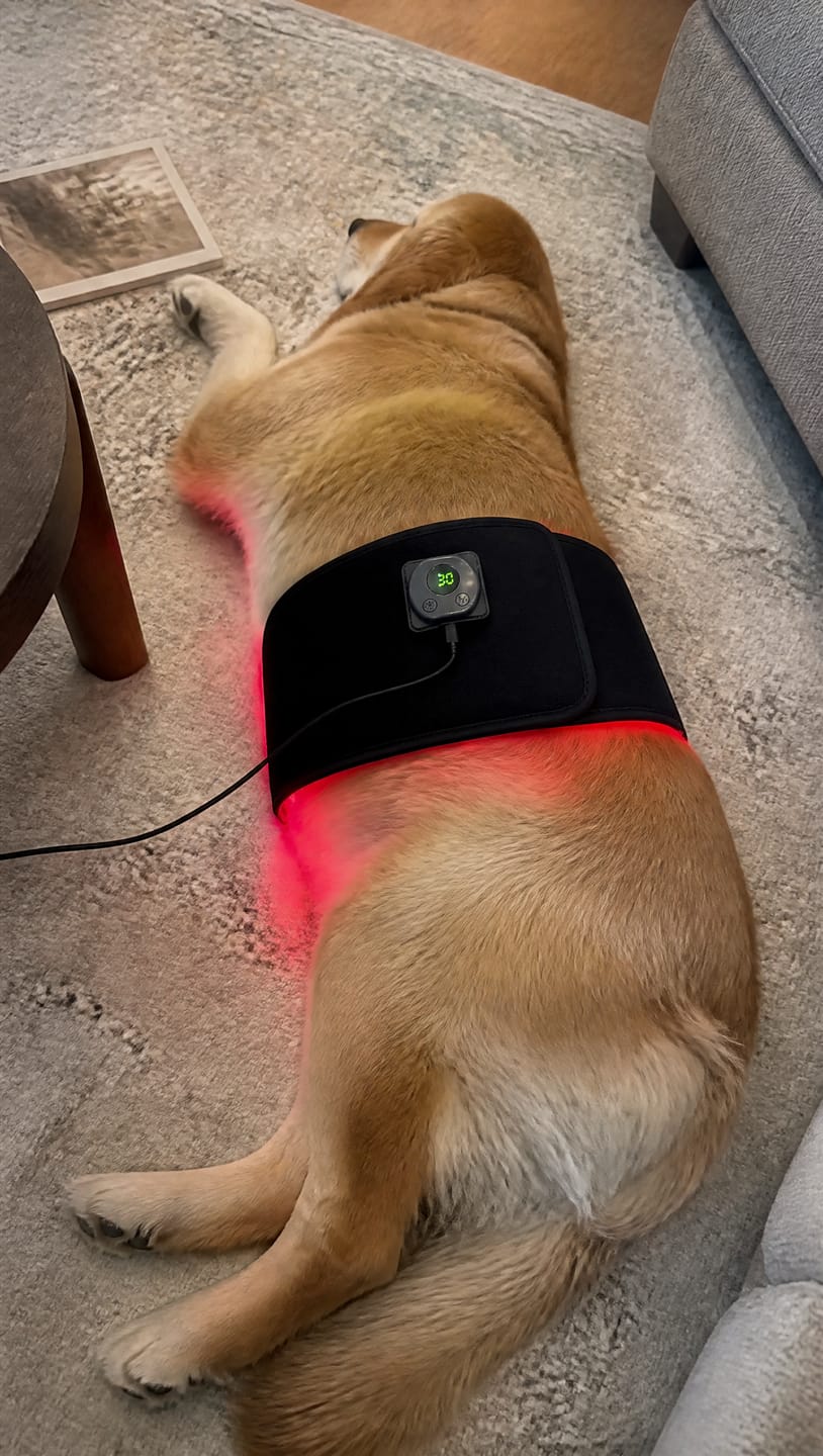 Customer photo review of Cinturón de Luz Roja para Perros