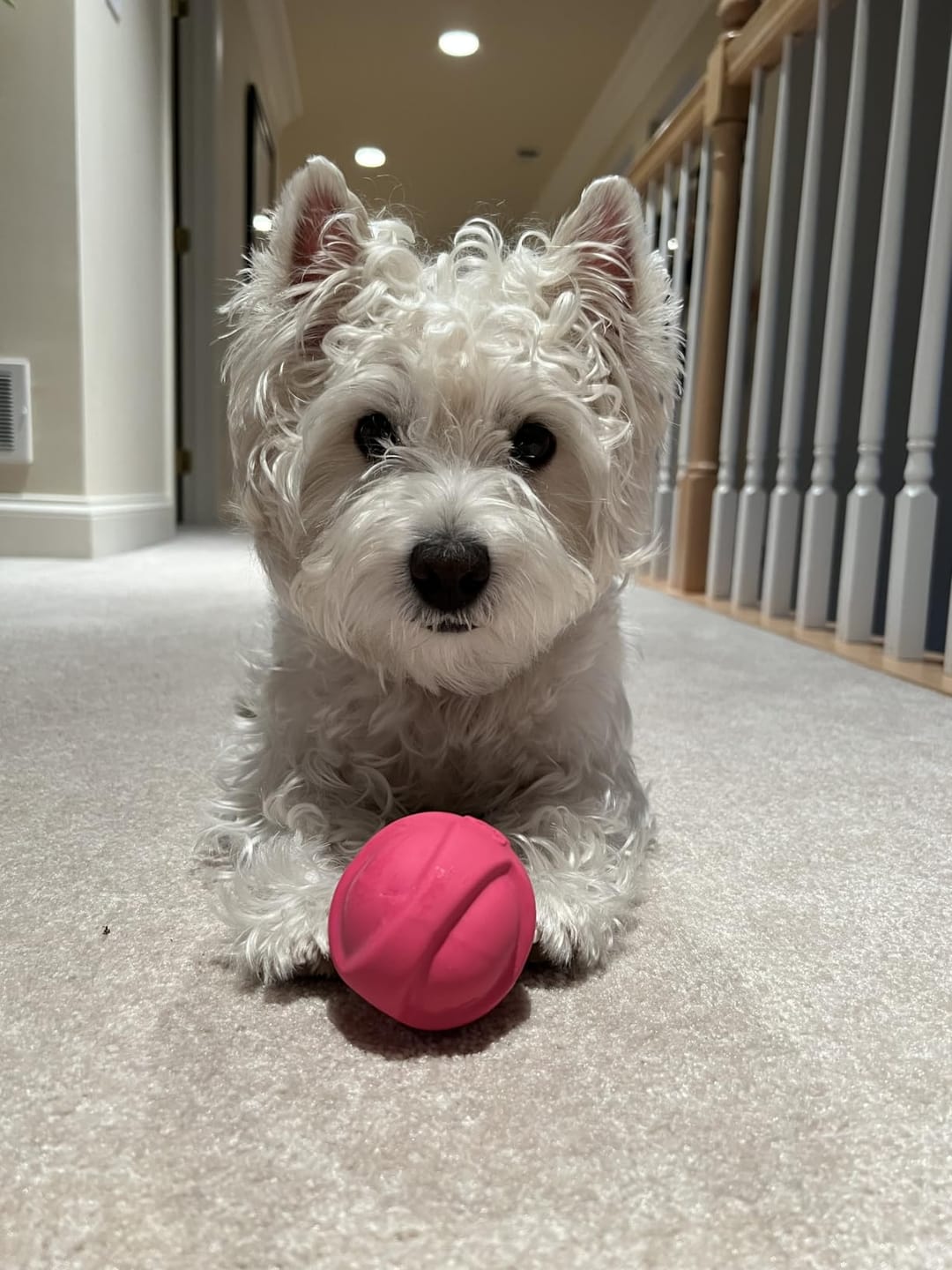 Customer photo review of Glempaws™ Stress-free, Quiet, and at Home