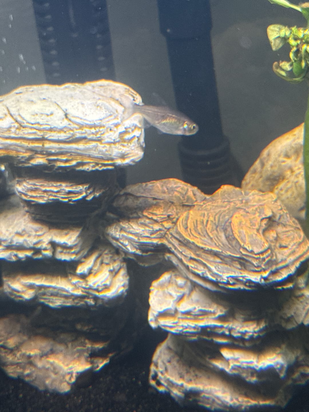 Customer photo review of Congo Tetra (Phenacogrammus interruptus)