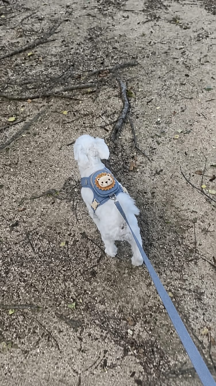 Customer photo review of WUFFLE™ Pet Backpack Harness V2