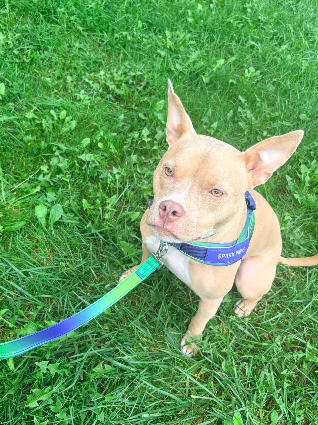 Customer photo review of Grab & Go Harness