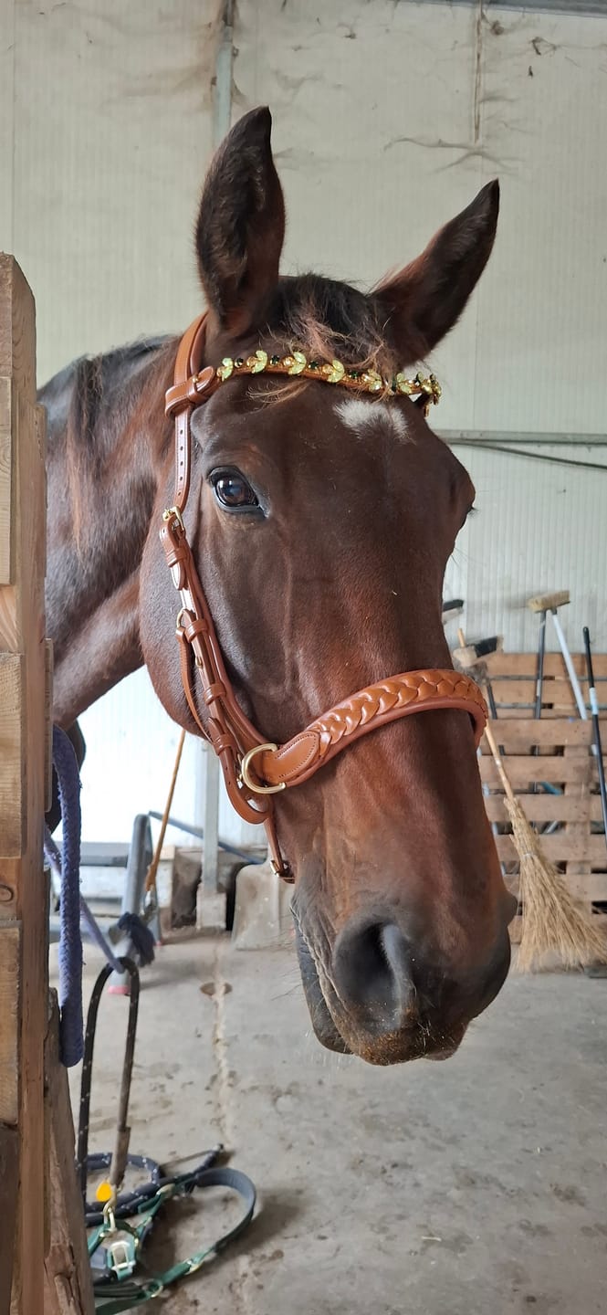 Customer photo review of Odessa bonita Multi Bridle padded, bit to bitless system no.1