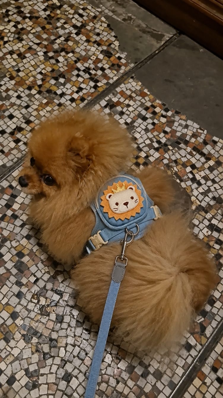 Customer photo review of WUFFLE™ Pet Backpack Harness V2